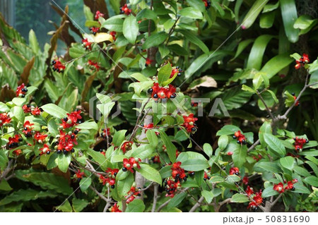 オクナ・カーキー 50831690