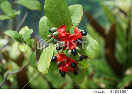 オクナ・カーキー オクナ・カーキー 50831694