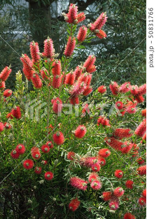 ブラシノキ ブラシノキ 50831766