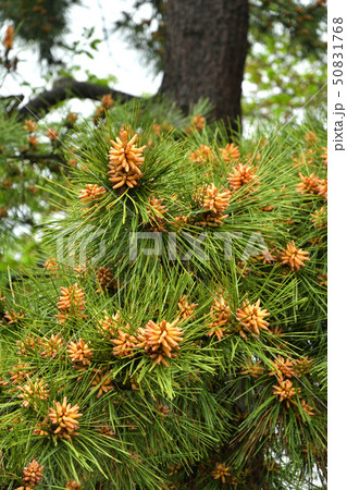 樹木:クロマツ マツ科 樹木:クロマツ マツ科 50831768