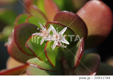 金の成る木の花 金の成る木の花 50831788