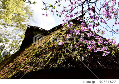 金福寺 芭蕉庵 金福寺 芭蕉庵 50831827