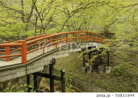 群馬県渋川市 伊香保温泉 新緑の河鹿橋 群馬県渋川市 伊香保温泉 新緑の河鹿橋 50831944
