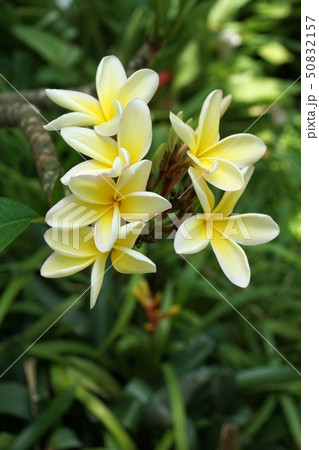 プルメリア プルメリア 50832157