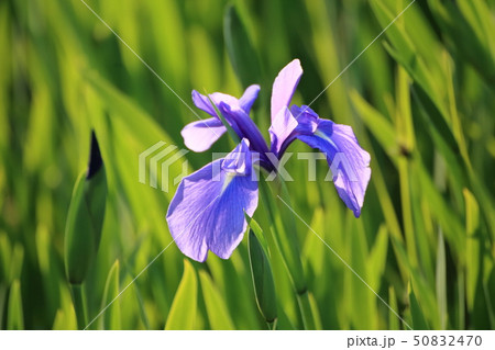 大牟田市　諏訪公園　花菖蒲 50832470