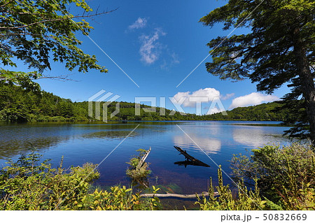 白駒の池 白駒の池 50832669