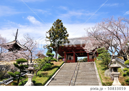 叡福寺　南大門とさくら 50833059