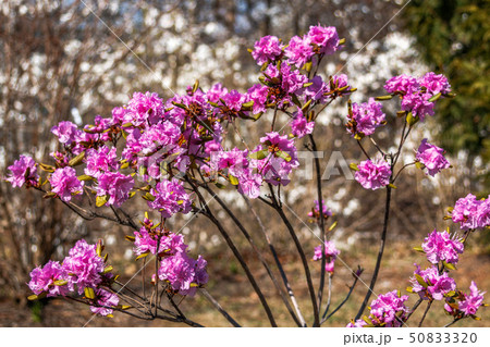 Blooming pink flowers rhododendron. Spring bloom 50833320