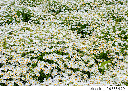 写真素材：フラワーパーク浦島、マーガレット、白、風景 50833490
