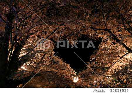 春の弘前公園 春の弘前公園 50833635