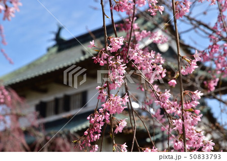 弘前城公園 50833793