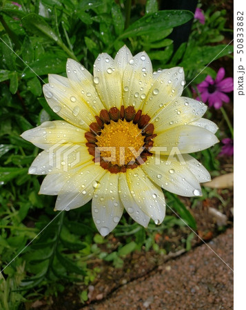 ガザニア 50833882