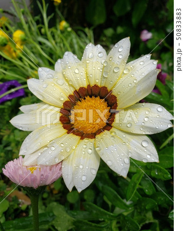 ガザニア 50833883