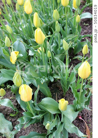 ちゅうりっぷ 50834019