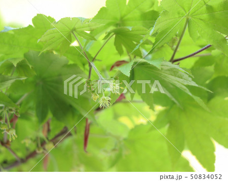 青もみじ 50834052
