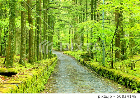 軽井沢・新緑の石畳の道 50834148