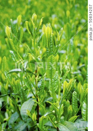 新茶葉 茶園 新茶葉 茶園 50834207