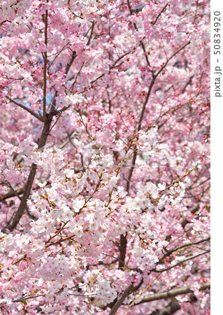 皇居周辺散歩:国立劇場のジンダイアケボノ 皇居周辺散歩:国立劇場のジンダイアケボノ 50834920