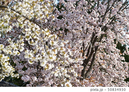 満開を競うボタンザクラとヤマザクラの花 岡山県瀬戸内市 満開を競うボタンザクラとヤマザクラの花 岡山県瀬戸内市 50834930