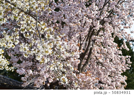 咲き誇るヤマザクラとボタンザクラの花 岡山県瀬戸内市 咲き誇るヤマザクラとボタンザクラの花 岡山県瀬戸内市 50834931