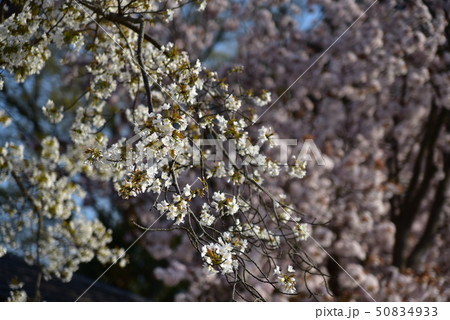 西日に咲く山桜の花 岡山県瀬戸内市 西日に咲く山桜の花 岡山県瀬戸内市 50834933