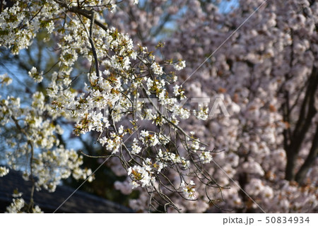 満開の白いヤマザクラの花　岡山県瀬戸内市 50834934
