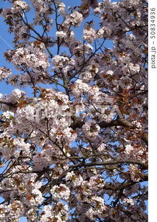 青空をバックに咲くボタンザクラの花　岡山県瀬戸内市 50834936
