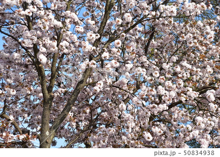 西日を浴びて咲く満開のボタンザクラ　岡山県瀬戸内市 50834938