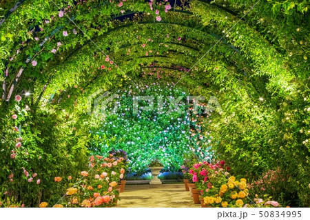 足利フラワーパーク ローズガーデンライトアップの写真素材