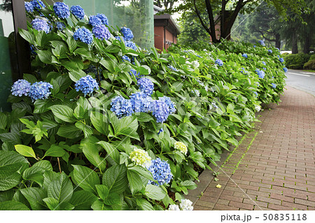 紫陽花の花 紫陽花の花 50835118