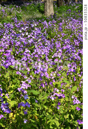 皇居周辺散歩:北の丸公園の植物 ショカッサイ アブラナ科 皇居周辺散歩:北の丸公園の植物 ショカッサイ アブラナ科 50835328