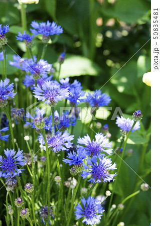 ヤグルマギク ヤグルマギク 50835481