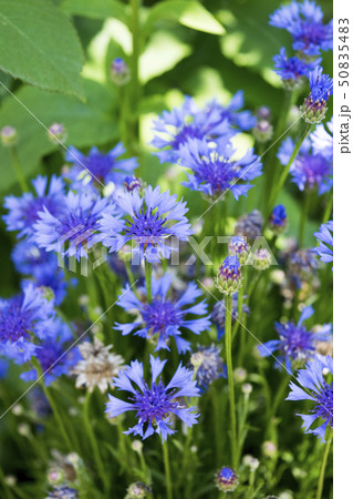 ヤグルマギク 50835483