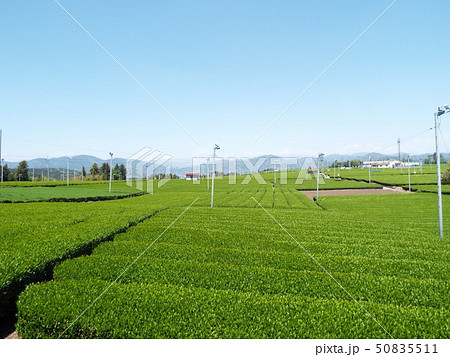 茶畑6 50835511