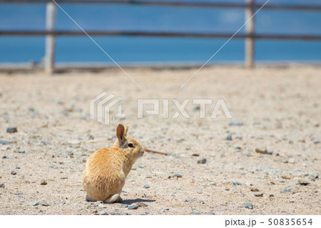 うさぎ島のうさぎ 大久野島 うさぎ島のうさぎ 大久野島 50835654