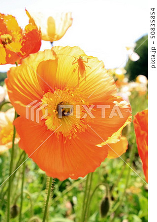 アイスランドポピー 50835854
