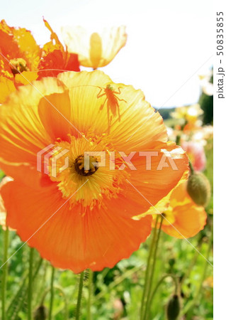 アイスランドポピー 50835855