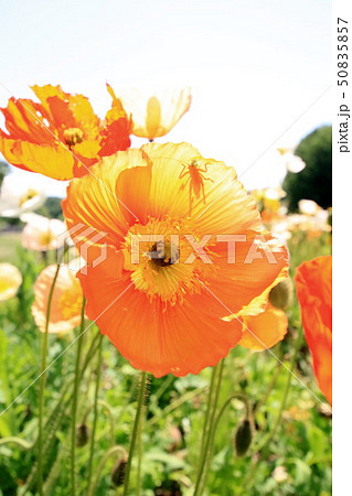 アイスランドポピー 50835857