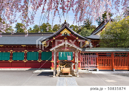 志波彦神社塩釜神社の撫で牛と満開の枝垂れ桜 志波彦神社塩釜神社の撫で牛と満開の枝垂れ桜 50835874