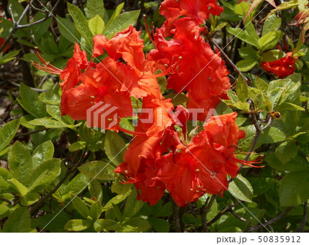 綺麗な花 綺麗な花 50835912
