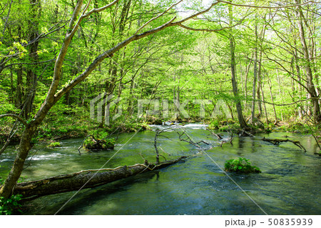 春の奥入瀬渓流　 50835939