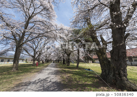 家畜改良センターの桜並木 家畜改良センターの桜並木 50836340