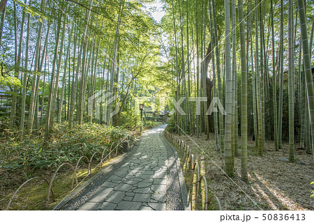 修善寺温泉 竹林の小径 修善寺温泉 竹林の小径 50836413