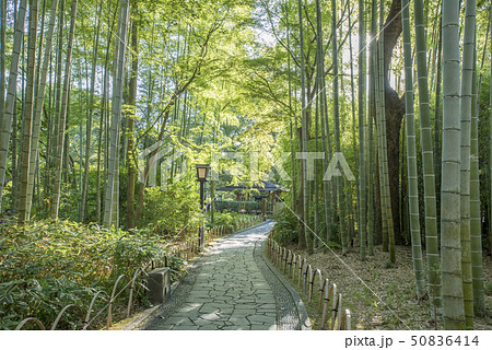 修善寺温泉　竹林の小径 50836414