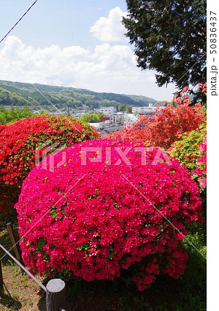 信州　岡谷　鶴峯公園（つるみねこうえん）　３万株が咲きほこるツツジの名所 50836437