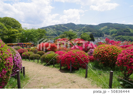 信州　岡谷　鶴峯公園（つるみねこうえん）　３万株が咲きほこるツツジの名所 50836444