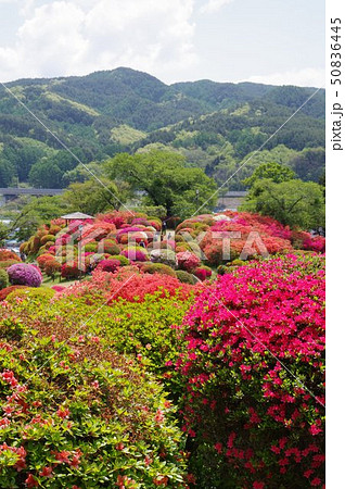 信州　岡谷　鶴峯公園（つるみねこうえん）　３万株が咲きほこるツツジの名所 50836445