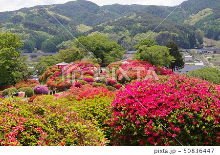 信州 岡谷 鶴峯公園(つるみねこうえん) 3万株が咲きほこるツツジの名所 信州 岡谷 鶴峯公園(つるみねこうえん) 3万株が咲きほこるツツジの名所 50836447