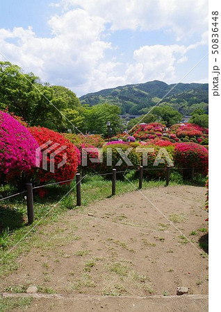 信州 岡谷 鶴峯公園(つるみねこうえん) 3万株が咲きほこるツツジの名所 信州 岡谷 鶴峯公園(つるみねこうえん) 3万株が咲きほこるツツジの名所 50836448