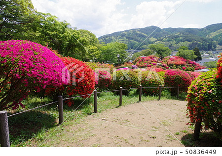 信州　岡谷　鶴峯公園（つるみねこうえん）　３万株が咲きほこるツツジの名所 50836449